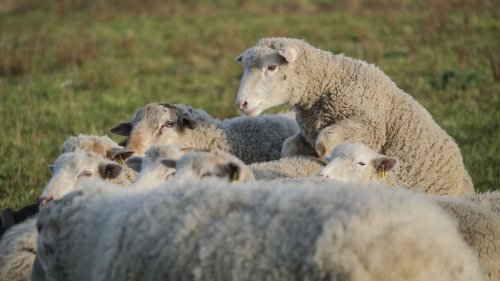 Soupe aux 3 haricots, la Cocotte, la Voix du Nord, Compagnie Tissépiq, parlons feutre et lin, espace Ernest Pignon Bois Blancs à Lille